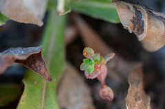 Melampsora helioscopiae