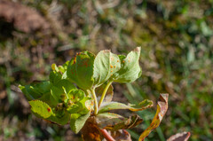 Melampsora helioscopiae