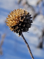 Helianthus pauciflorus