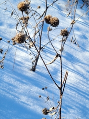 Helianthus pauciflorus