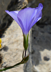 Linum narbonense