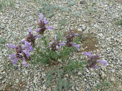 Dracocephalum foetidum