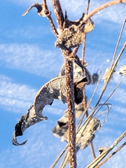 Helianthus pauciflorus