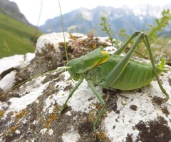 Polysarcus denticauda