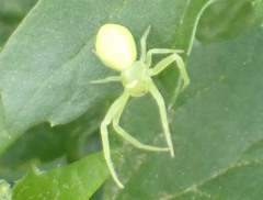 Misumena spinifera