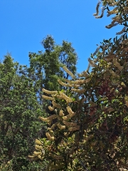 Escallonia pulverulenta