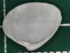 Transennella conradina