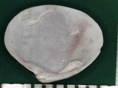 Transennella conradina