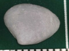 Transennella conradina