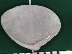 Transennella conradina