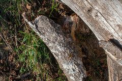 Fuscoporia ferruginosa