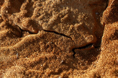 Fuscoporia ferruginosa