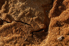 Fuscoporia ferruginosa