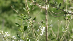 Diadasia