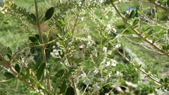 Diadasia