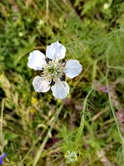 Nigella arvensis