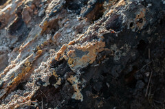 Botryobasidium aureum