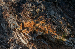 Botryobasidium aureum