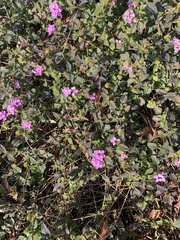 Lantana montevidensis