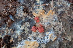 Arcyria stipata