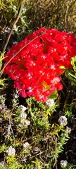 Crassula coccinea