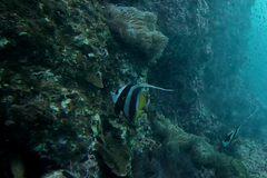 Heniochus acuminatus