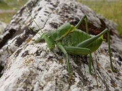 Polysarcus denticauda
