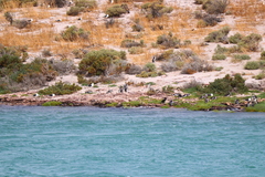 Spheniscus magellanicus