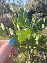 Arctostaphylos tomentosa