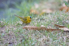 Cardellina pusilla