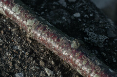 Dothideomycetes