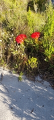 Crassula coccinea