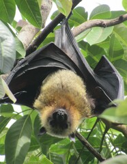 Pteropus seychellensis comorensis