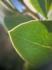 Arctostaphylos tomentosa