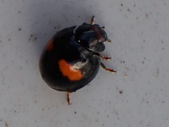 Chilocorus canariensis