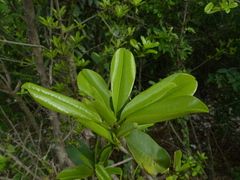 Manilkara hexandra