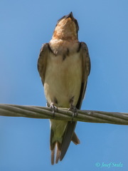 Petrochelidon pyrrhonota