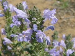 Dracocephalum foetidum