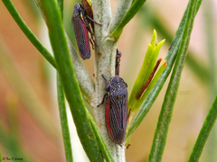 Cuerna striata