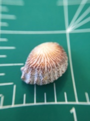 Plicatula gibbosa