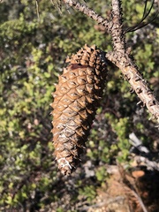 Pinus attenuata