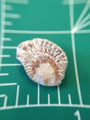 Plicatula gibbosa