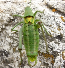 Polysarcus denticauda