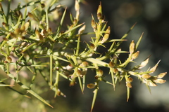 Ulex parviflorus parviflorus