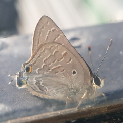 Deudorix livia