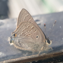 Deudorix livia