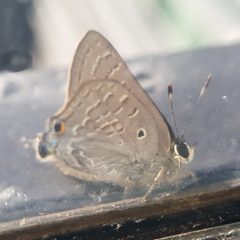 Deudorix livia