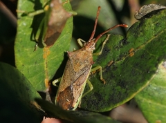 Plinachtus imitator