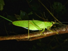 Copiphora brevirostris