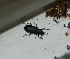 Alobates pensylvanicus